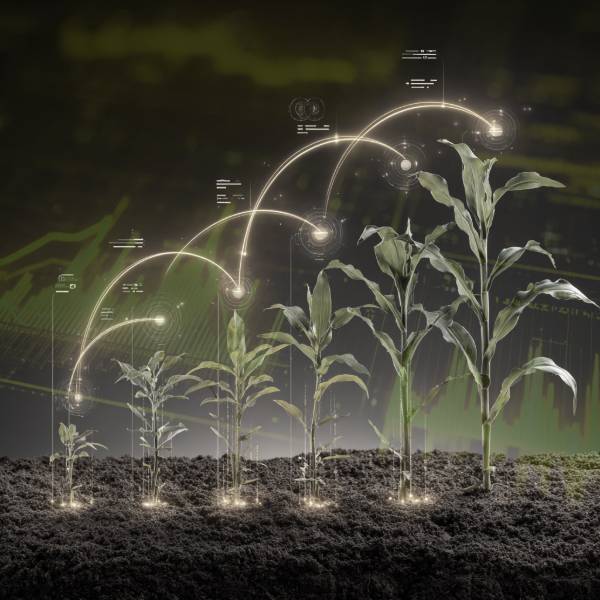 Series of corn plants growing from seed to maturity in dark soil, connected by glowing yellow data arcs symbolizing every stage of the agriculture ERP workflow from planting to harvest.